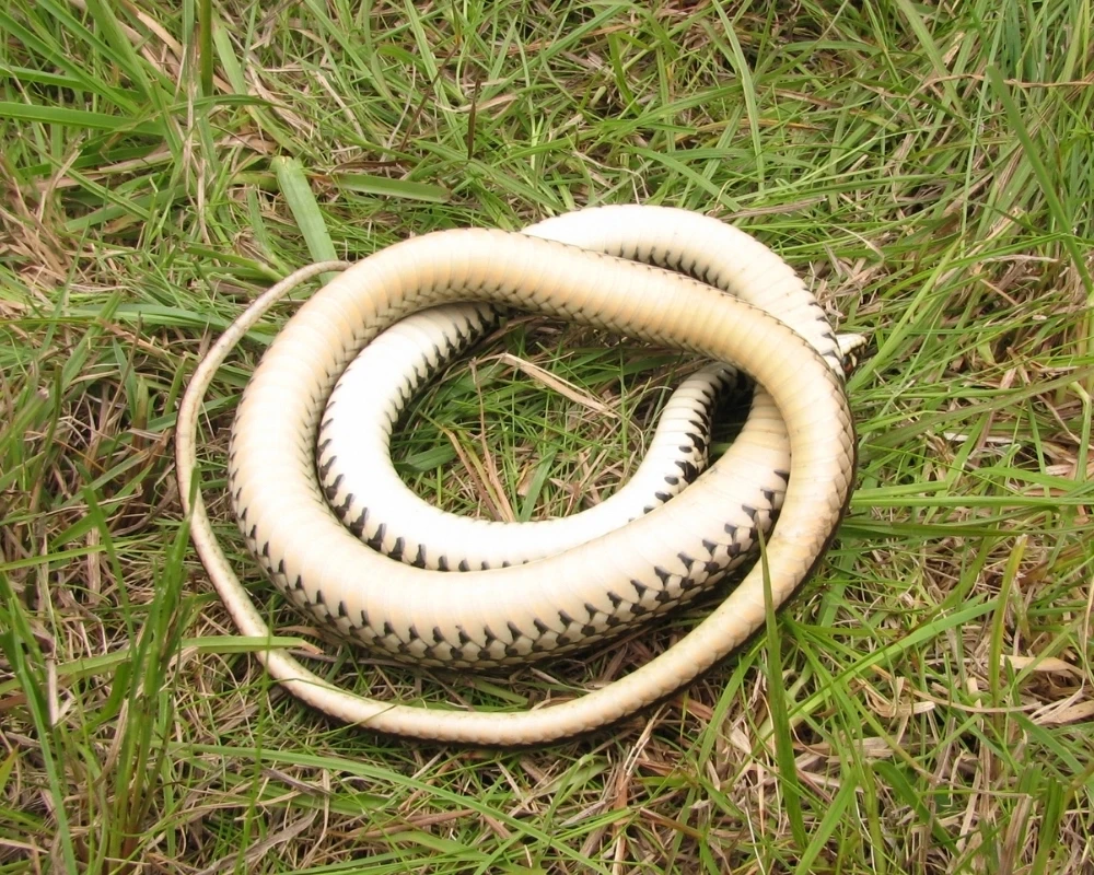 Cobra vista pelo ventre claro com marcas escuras laterais, enrolada sobre grama verde.