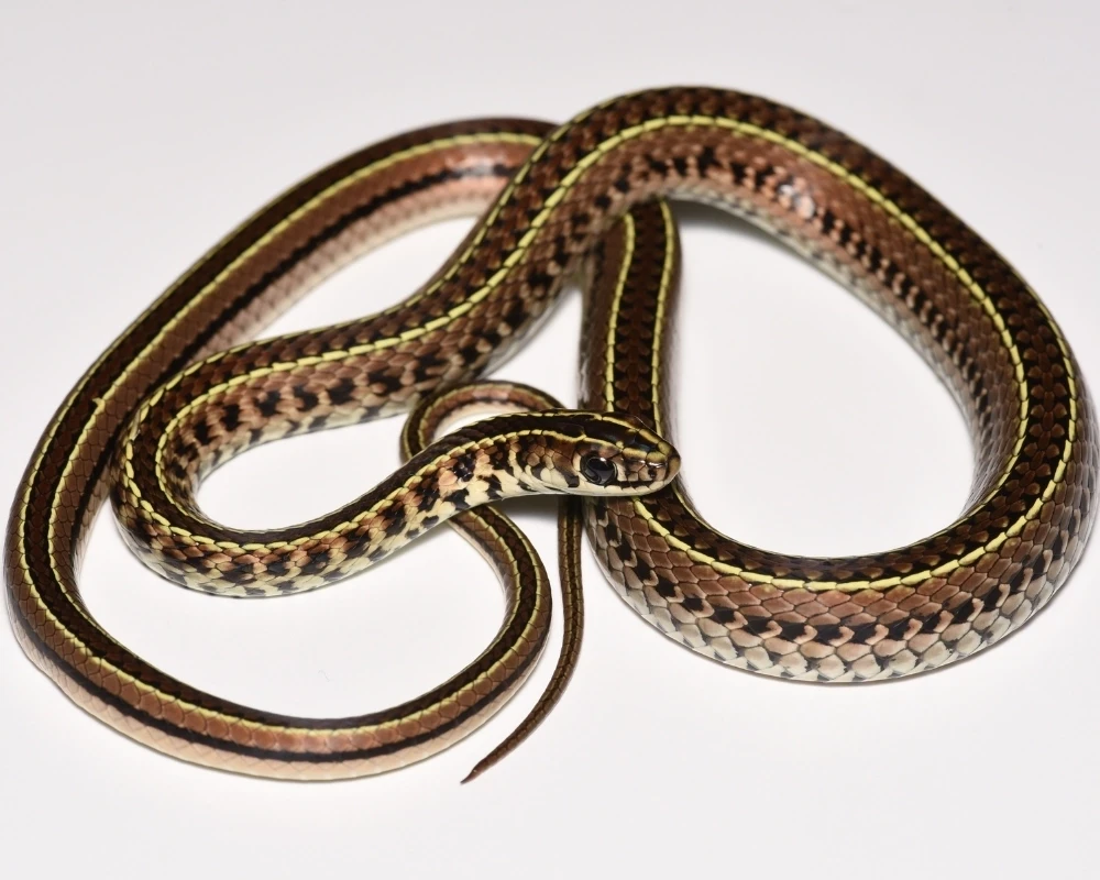 Cobra marrom e bege com linhas amarelas longitudinais, enrolada em fundo branco.