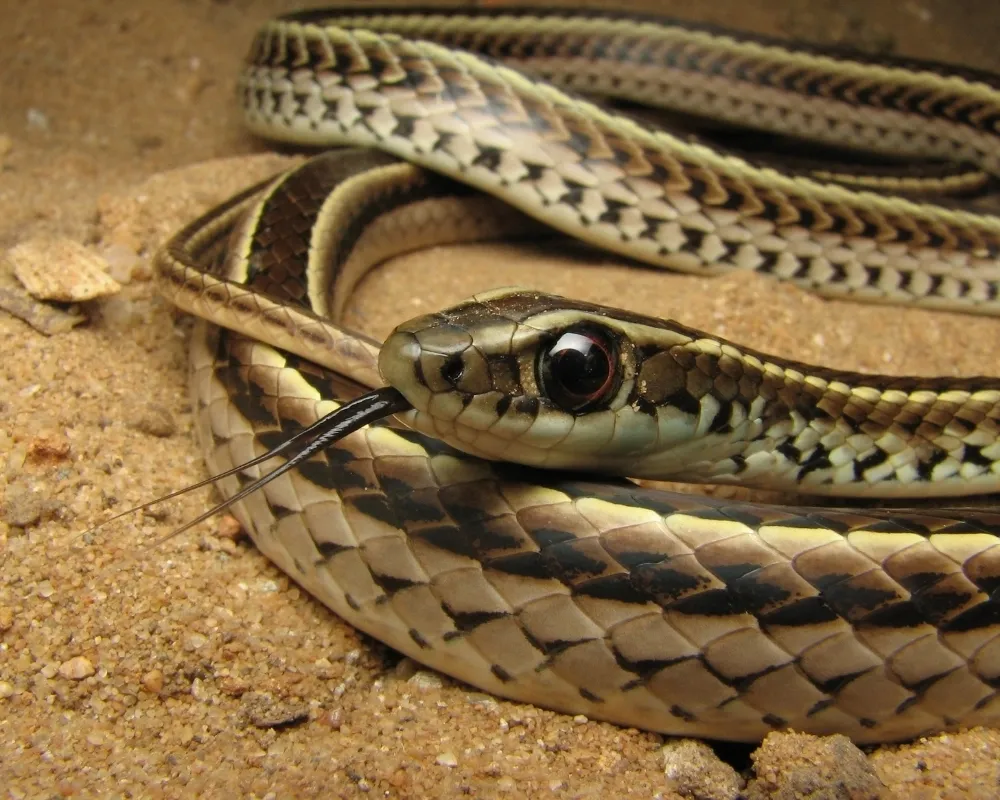 Close-up de serpente delgada com listras longitudinais escuras sobre solo arenoso.