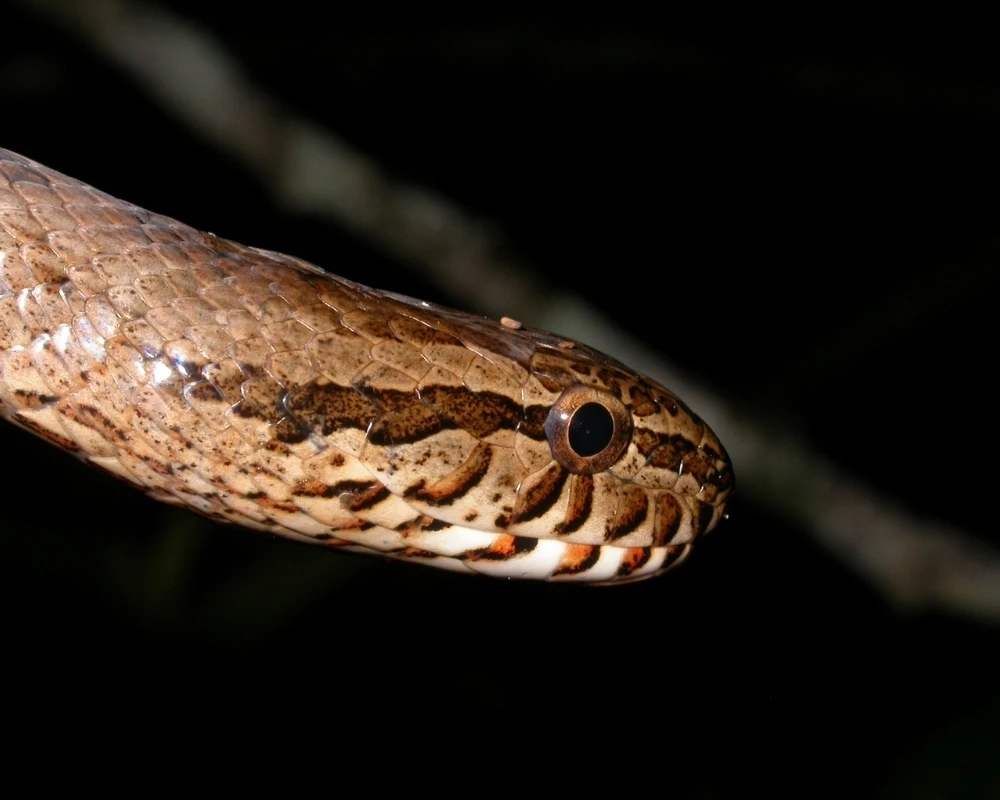 Close-up de cobra marrom com manchas escuras na cabeça e olhos grandes, destacada contra fundo escuro.