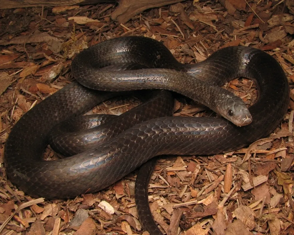 Serpente preta com faixas claras transversais enrolada sobre folhas secas.