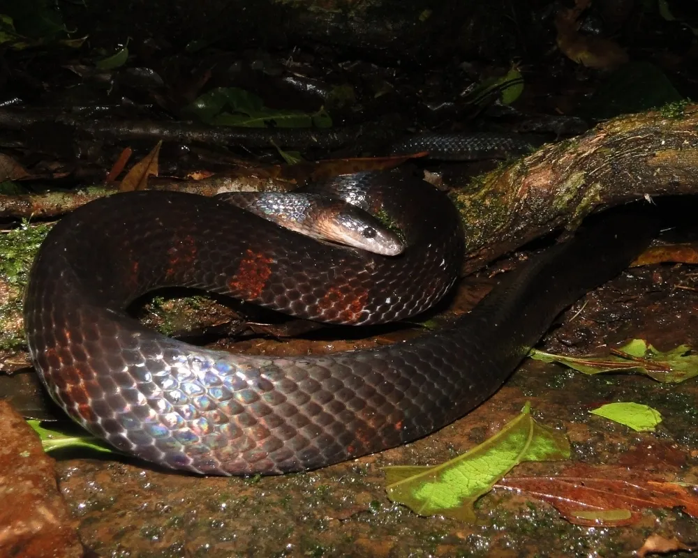 Serpente preta com bandas avermelhadas em ambiente de mata.