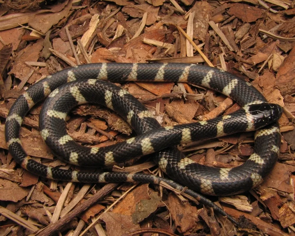 Serpente com padrão preto e creme em anéis largos sobre folhas secas.