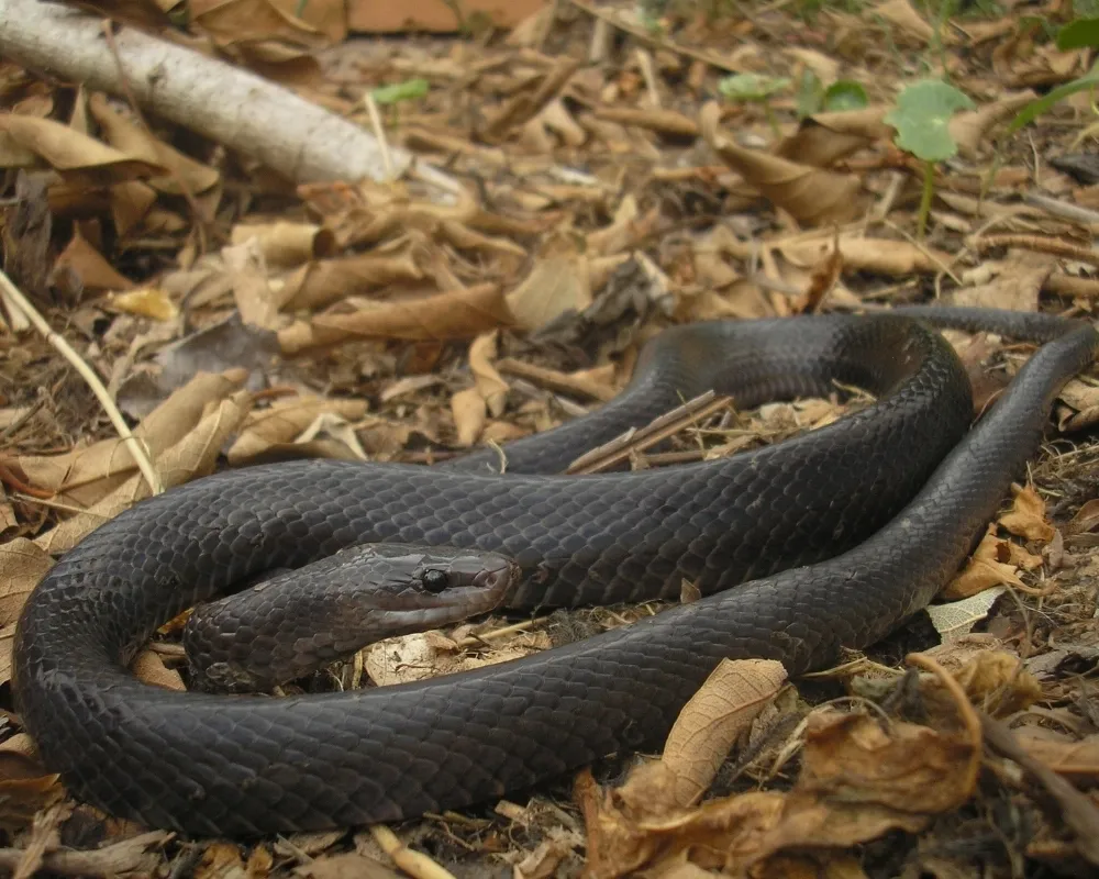 Serpente escura com faixas claras contrastantes sobre solo de floresta.