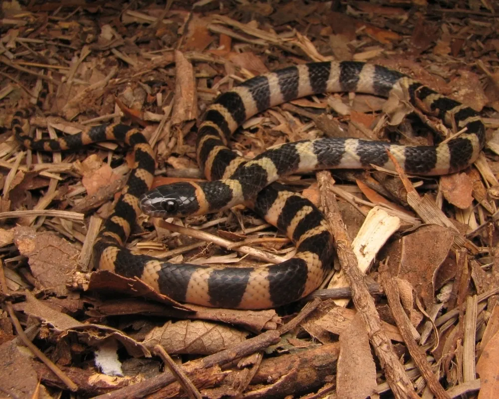 Serpente com anéis pretos e bege bem definidos enrolada entre folhas.