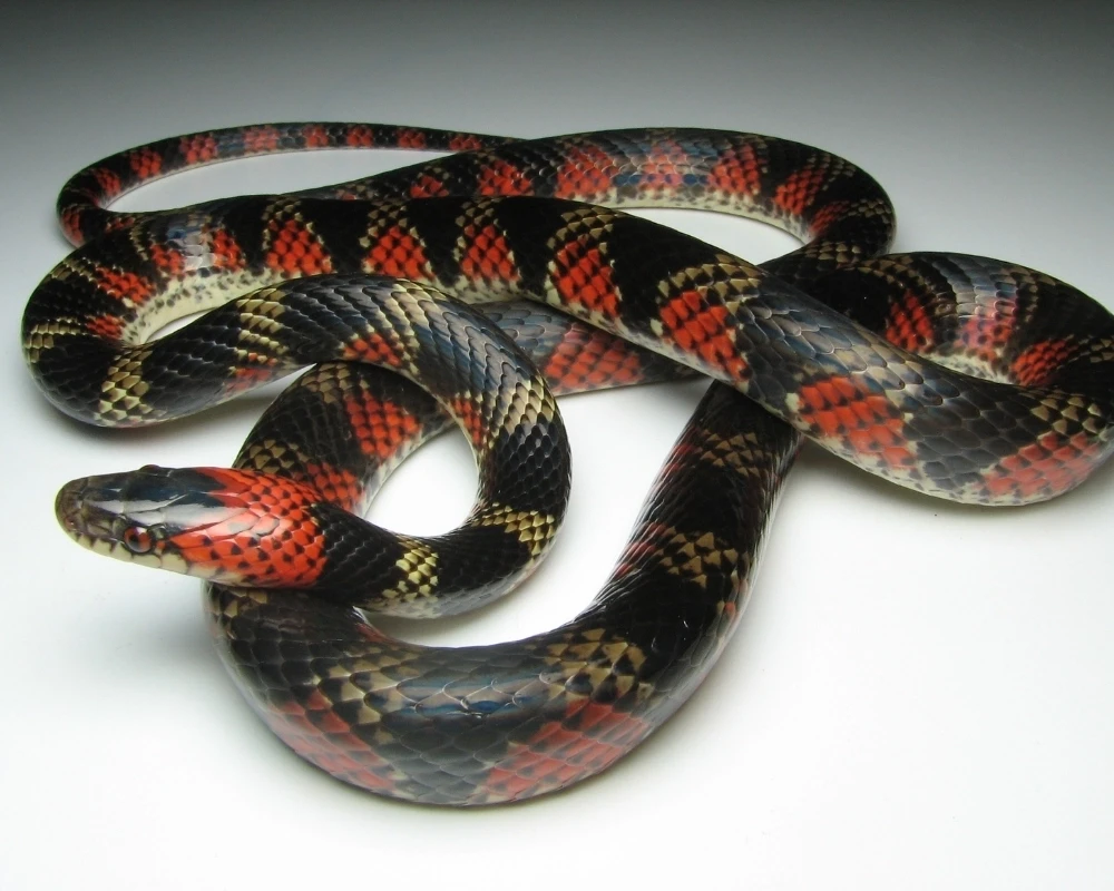 Cobra falsa-coral com corpo brilhante e padrão de vermelho e preto intercalado com áreas brancas, enrolada em fundo branco.