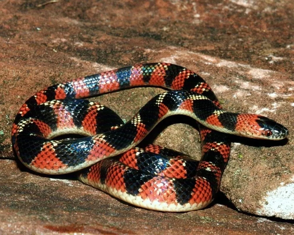 Serpente com padrão vermelho, preto e creme em anéis alternados sobre rocha.