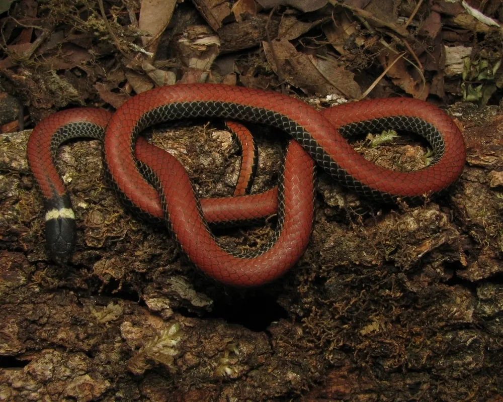 Serpente com dorso vermelho intenso e ventre preto com escamas claras, enrolada sobre tronco em ambiente de mata.