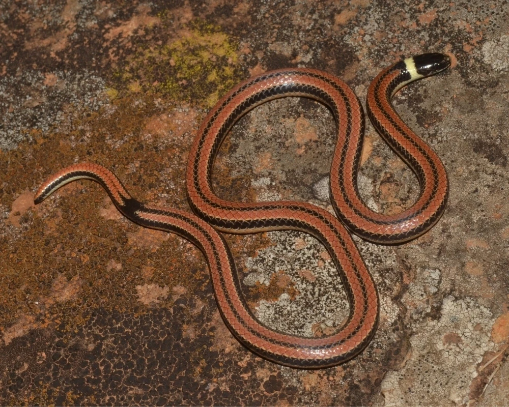 Cobra pequena avermelhada com listras escuras longitudinais e colar branco no pescoço, posicionada sobre rocha.