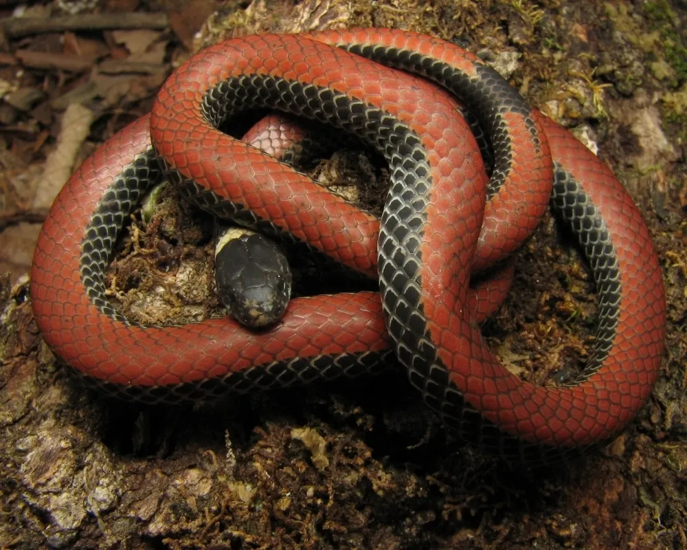 Close-up de serpente vermelha com cabeça preta e colar claro no pescoço, sobre madeira úmida.