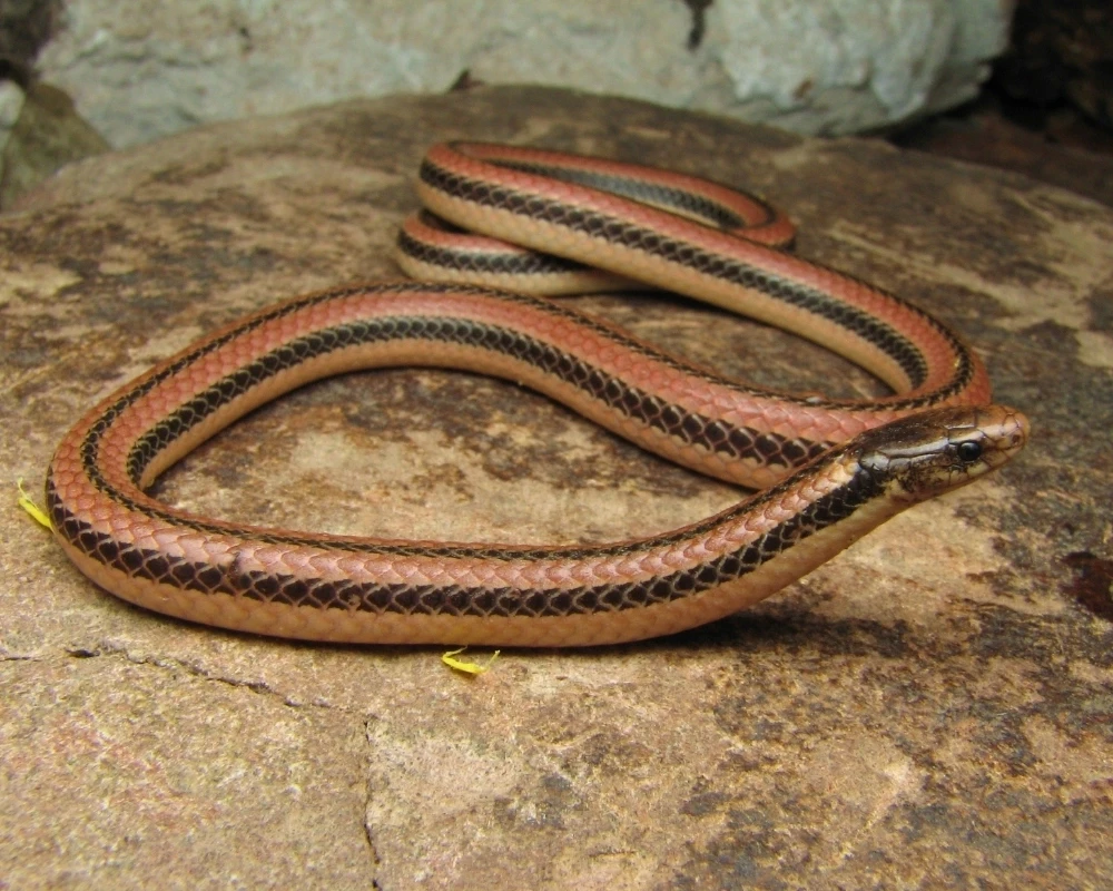 Cobra rosada com faixas pretas ao longo do dorso, enrolada sobre uma pedra.