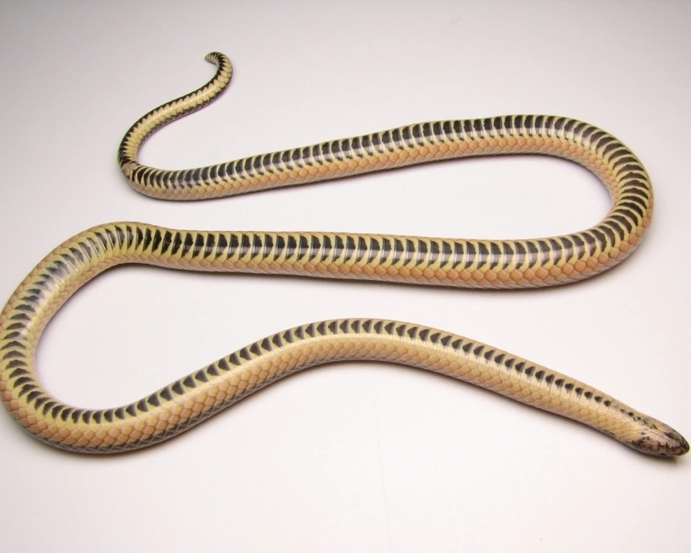 Cobra vista pelo ventre claro com marcações escuras regulares, estendida em fundo branco.