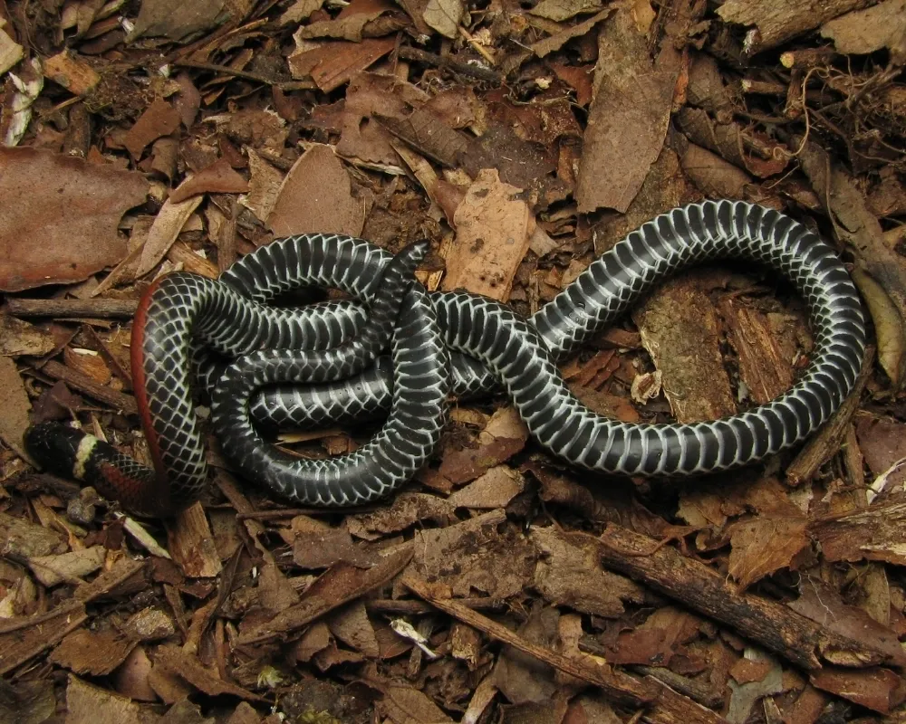 Serpente com ventre preto e branco contrastante estendida sobre folhas secas.
