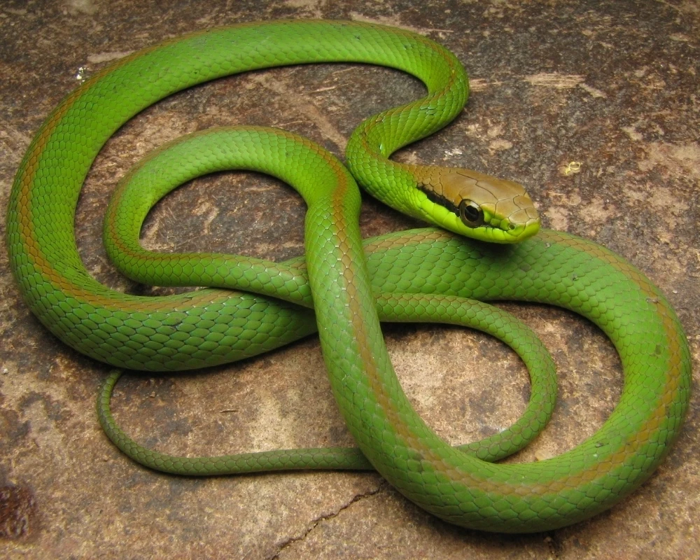 Cobra cipó verde com linha marrom discreta ao longo do dorso, enrolada sobre rocha.
