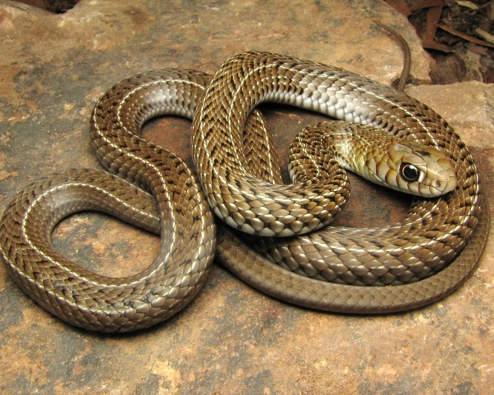 Cobra marrom com duas linhas brancas longitudinais e pequenas manchas pretas, enrolada sobre uma rocha.
