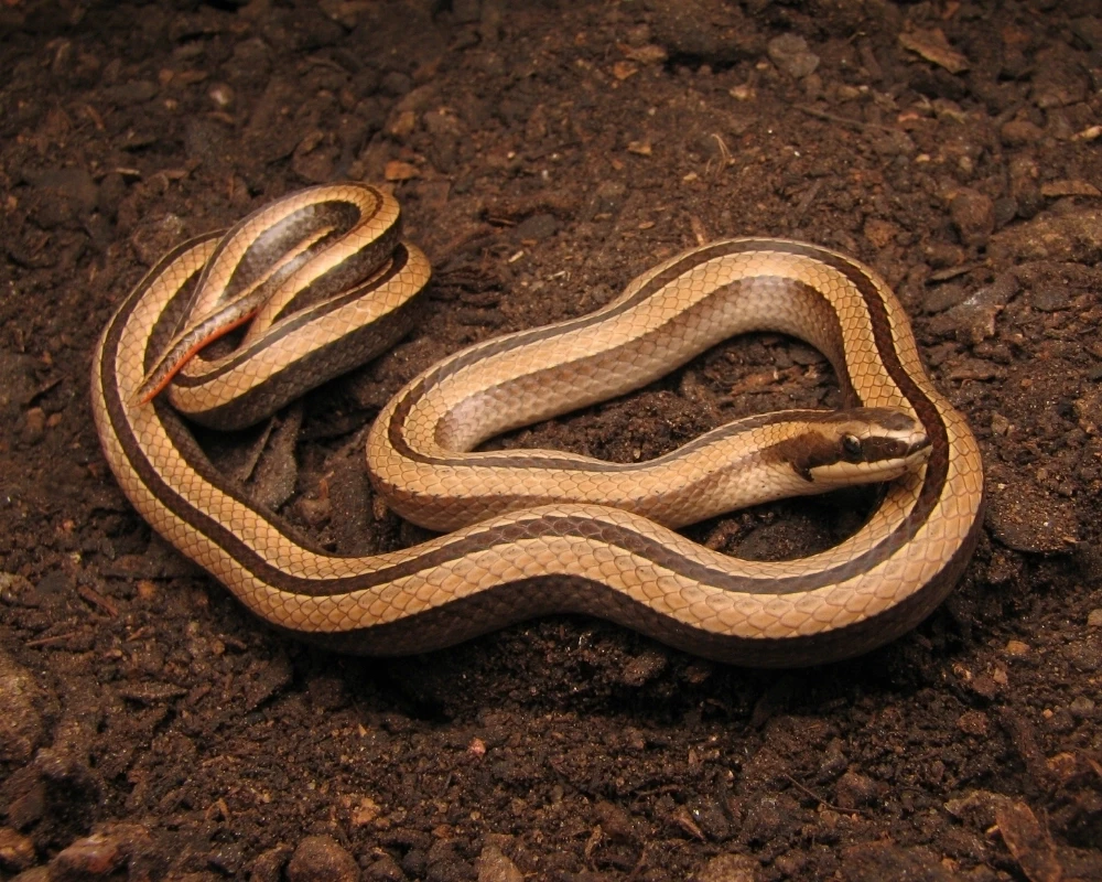 Cobra marrom com duas listras beges longitudinais, repousando sobre terra escura.