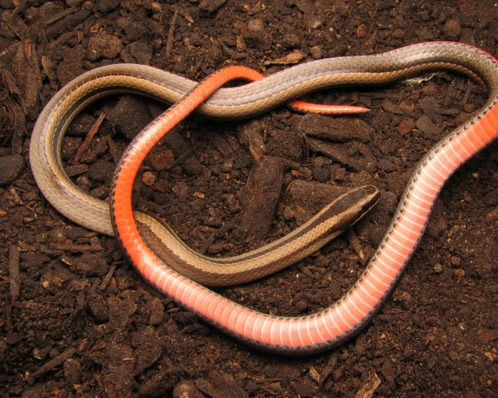 Cobra com ventre avermelhado vibrante e dorso bege com listras marrons, estendida sobre terra escura.