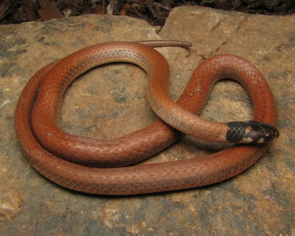 Serpente marrom-avermelhada uniforme com cabeça escura sobre pedra.
