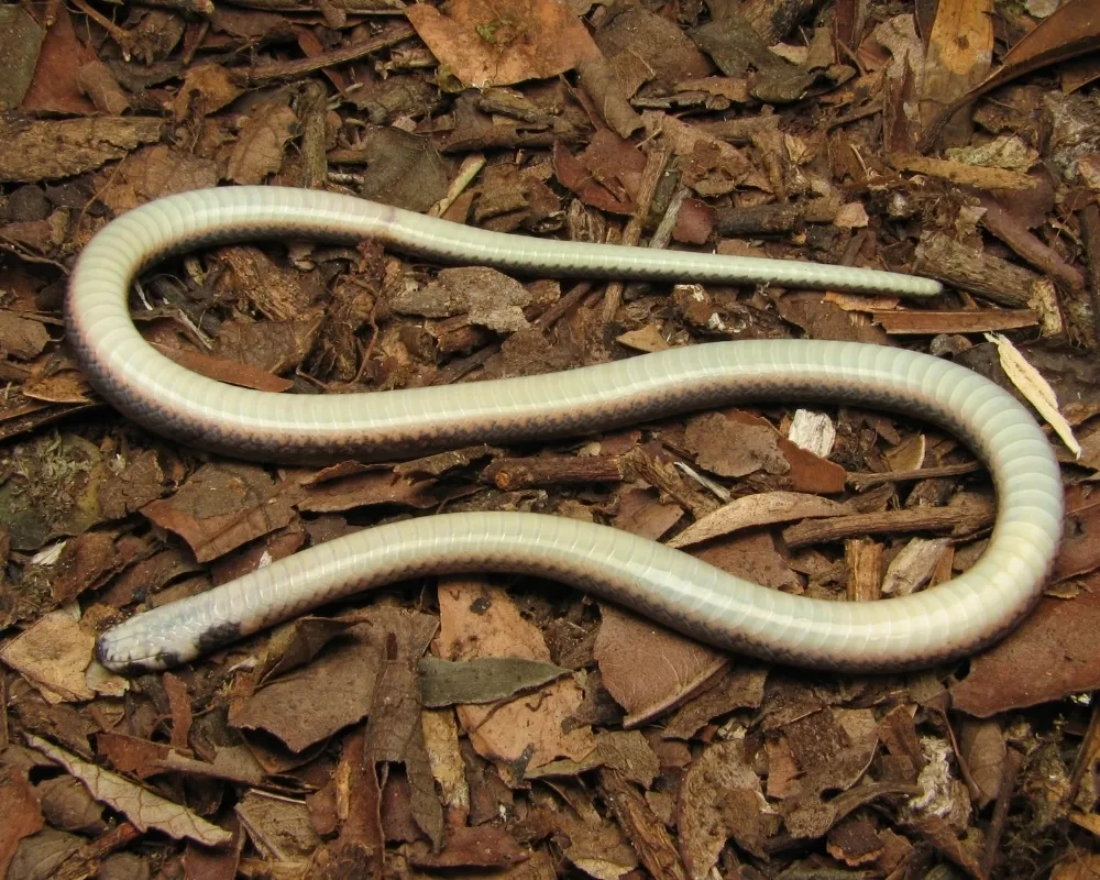 Ventre de serpente pequena marrom com escamas discretas sobre solo coberto por serrapilheira.