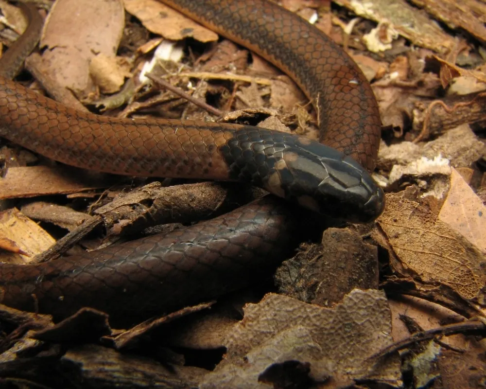 Close-up da cabeça escura de serpente marrom entre folhas secas.