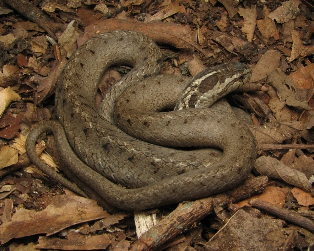 Cobra marrom com manchas irregulares claras e escuras pelo corpo, enrolada sobre folhas secas.