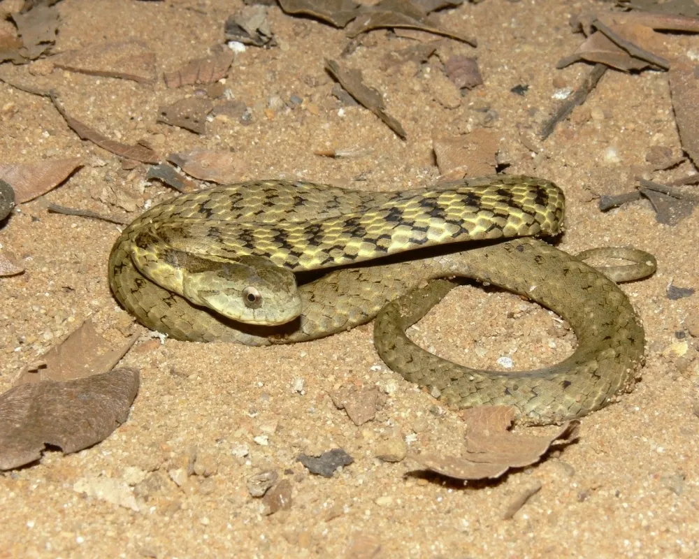 Serpente verde-oliva com manchas escuras irregulares sobre solo arenoso.