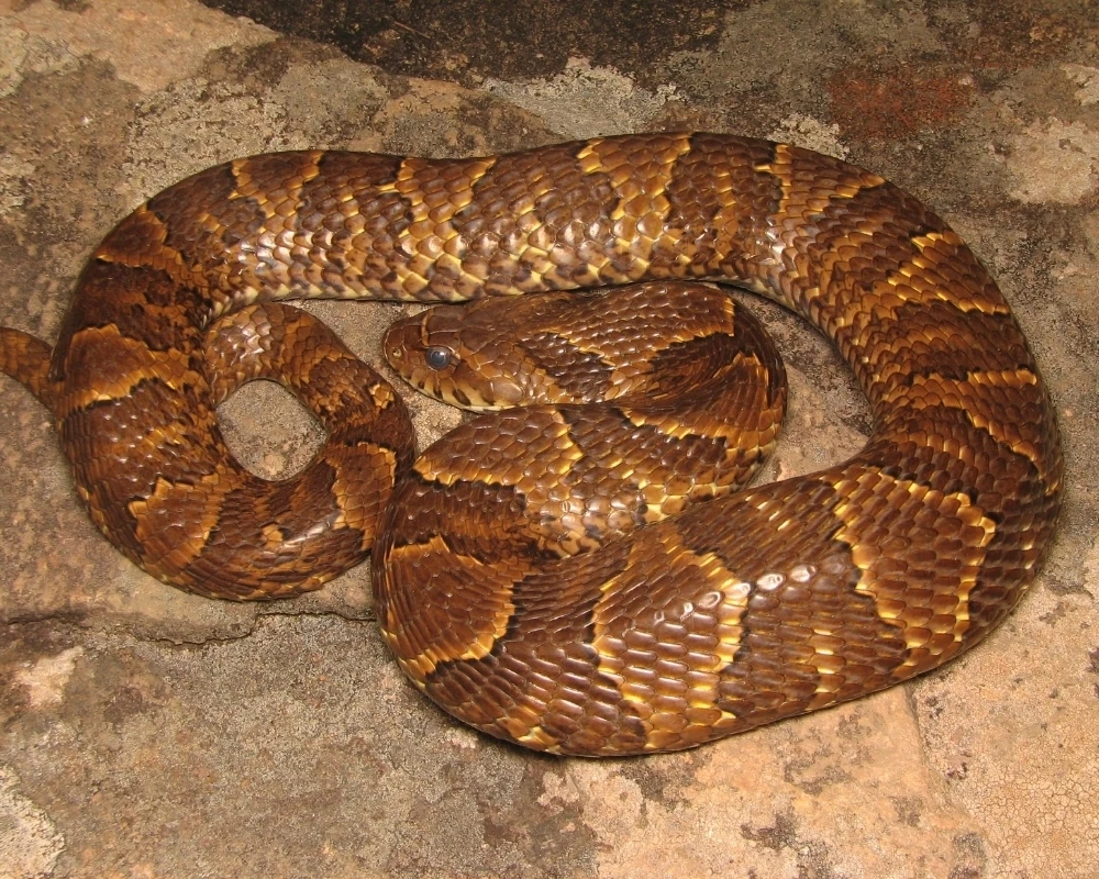 Cobra marrom com faixas irregulares amareladas no dorso, enrolada sobre rocha.