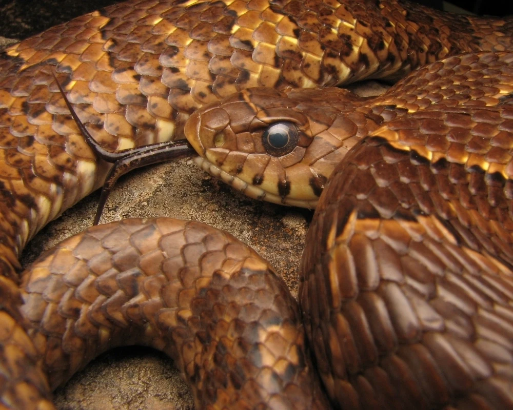 Close-up da cabeça de uma cobra marrom com escamas brilhantes e sua língua bifurcada exposta.