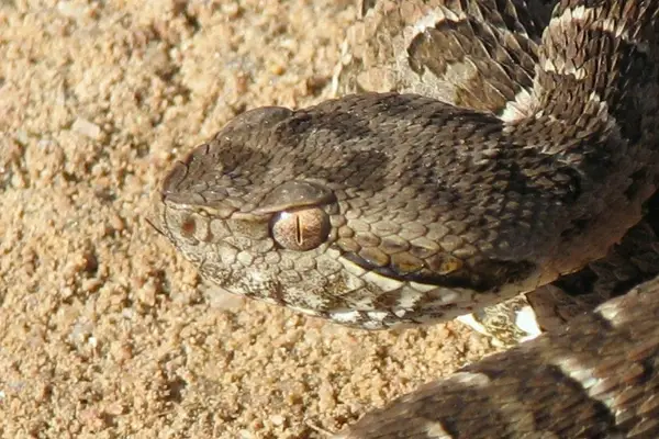 Close-up de olho com pupila vertical de serpente marrom.