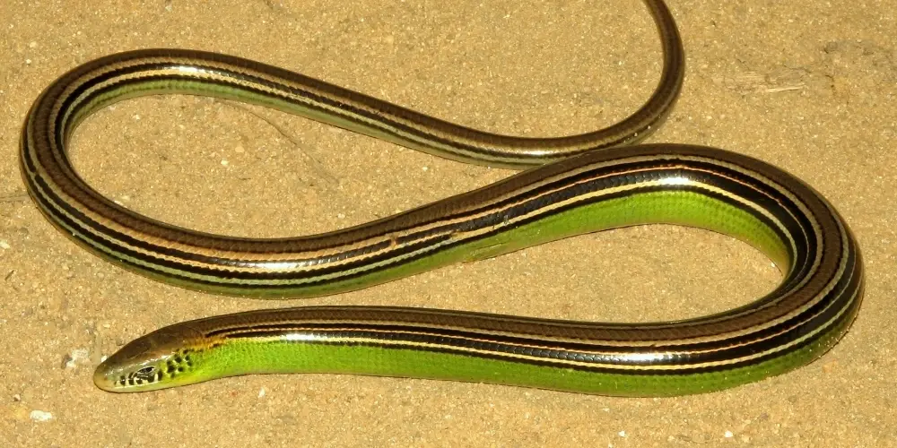 Lagarto sem patas de cor verde e com linhas longitudinais, enrolado sobre areia.