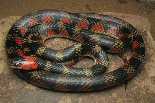 Cobra coral falsa com cores preto, branco e vermelho, enrolada sobre uma pedra.