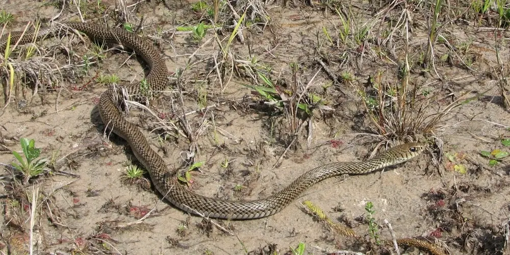 Serpente marrom tomando sol no chão arenoso com gramíneas.
