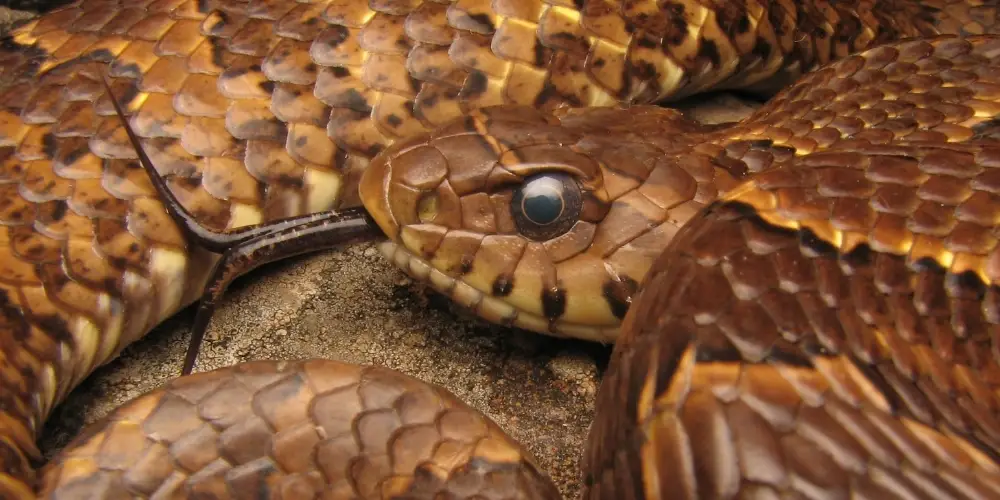 Close-up de uma serpente marrom com língua bifurcada exposta.