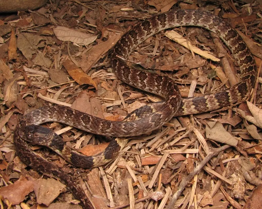 Serpente pequena e marrom com manchas claras, enrolada sobre serrapilheira.
